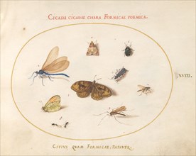 Plate 18: Two Butterflies and a Moth with a Dragonfly, Two Ants, and Four Other Insects, c. 1575/1580.