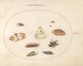 Plate 20: Three Butterflies, a Caterpillar, a Bee, Two Chrysalides, and Three Weevils, c. 1575/1580.