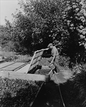 Gardener watering cold frame plants, posed to illustrate Rudyard Kipling's poem "The Glory of the Garden", 1917.