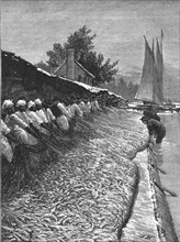 ''The American Fisheries Question; Shad Fisheries on the Potomac', 1890. Creator: H.W Elliot.