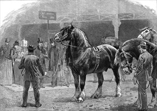 'Show of the Shire Horse Society at the Agricultural Hall, Islington', 1886.   Creator: Unknown.