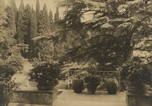 Italy, Villa Bel Riposo, Fiesole i.e. San Domenico, "Cedars of Lebanon" , 1925. Creator: Frances Benjamin Johnston.