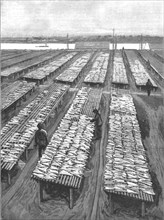 ''The American Fisheries Question; Cod Drying on Flakes at Gloucester, Massachusetts', 1890. Creator: Rev. W.S Green.