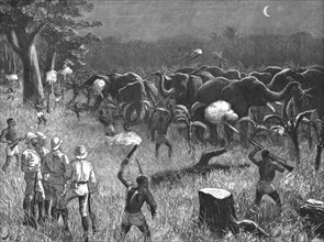 'The Graphic' Stanley Number; Zanzibaris Scaring Elephants which were destroying a Banana Grove near Creator: Unknown.