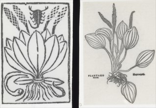 Reproduction of print showing Plantago plant, between 1915 and 1925. Creator: Frances Benjamin Johnston.