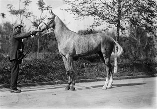 Horse belonging to Dr. Cary T. Grayson,  U.S.N., 1912. Creator: Harris & Ewing.