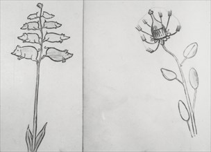 Reproduction of illustrations: "Piggiwiggia Pyramadalis" and "Bottleforkia Spoonifolia", c1915-1925. Creator: Frances Benjamin Johnston.