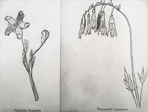 Reproduction of illustrations: "Pollybirida Singularis" and "Manypeeplia Upsidownia", c 1915 - 1925. Creator: Frances Benjamin Johnston.