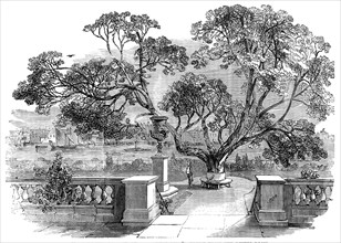View of the Garden, at Sir Robert Peel's, taken from the Dining-Room, 1850. Creator: Unknown.