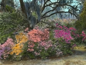 Magnolia Plantation, 3550 Ashley River Road, Charleston, South Carolina, 1928. Creator: Frances Benjamin Johnston.