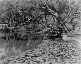 Water lilies, calla lilies, and California live oaks growing...Santa Barbara, CA, c1903 - 1923. Creator: Frances Benjamin Johnston.