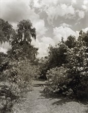 Magnolia Plantation, 3550 Ashley Road, Charleston, South Carolina, 1928. Creator: Frances Benjamin Johnston.