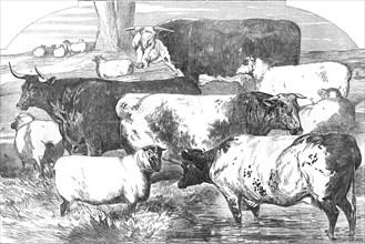 Prize Cattle, from the Exhibition of the Royal Agricultural Society, at Lincoln..., 1854. Creator: Unknown.