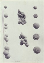 Specimen illustrations for a monograph on clay stones by J.M. Arms Sheldon, c1900. Creator: Frances S. Allen.