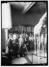 Theodore Roosevelt at National Museum, between 1914 and 1917. Creator: Harris & Ewing.