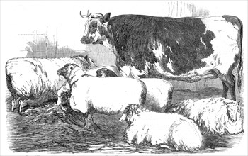 The Smithfield Club Prize Cattle-show, 1854. Creator: Unknown.