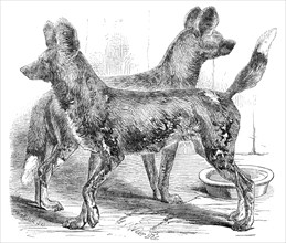 Cape Hunting Dogs, in the Gardens of the Zoological Society, Regent's-Park, 1854.  Creator: Unknown.