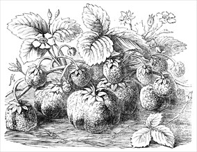 The new Strawberry, "Sir Harry", 1854. Creator: Unknown.