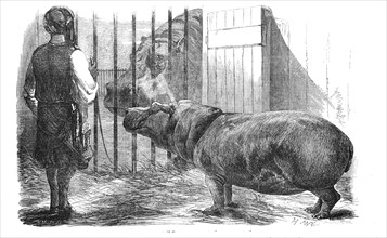 The female hippopotamus, at the Zoological Society's Gardens, Regent's-Park, 1854. Creator: Unknown.