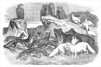 Arctic Foxes and Birds, just received by the Zoological Society, 1854. Creator: Unknown.