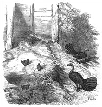 Nest of the Brush Turkey, in the Zoological Society's Gardens, Regent's-Park, 1854. Creator: H. Wendel.