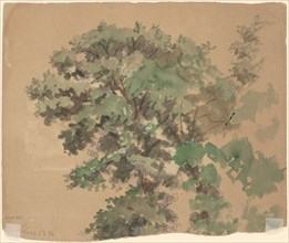 Tree [verso], c. 1870-1900.