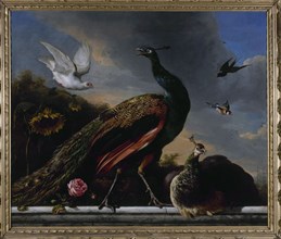 Peacocks, male and female, 1681.