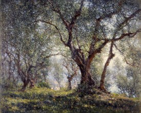 Olive trees in Menton, 18–07–1918.