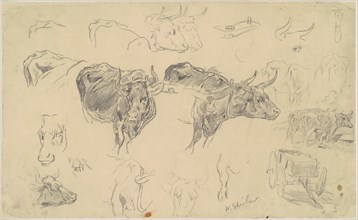 Studies of Oxen, late 19th century.