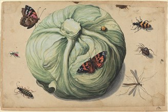Head of Cabbage with Insects, early 17th century.