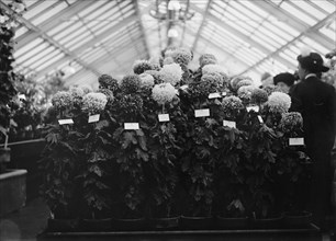 Agriculture Department Dahlia Show, 1911. [Flower display, USA?].