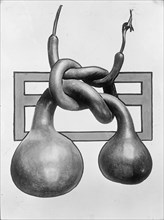 Chinese Gourds, 1913.