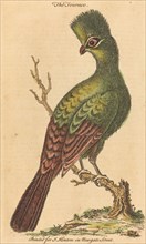 The Turaco Bird.