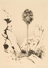 Palm Canyon (no.1), c. 1920.