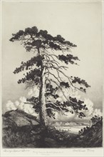 Sentinel Pine, c. 1916.
