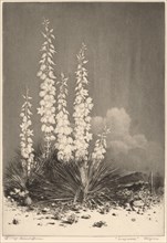 Soapweed, Arizona (no. 2), c. 1924.