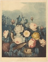 Roses, 1805.