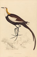 Parra Sinensis (Pheasant-Tailed Jacana).