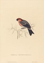 Pyrrhula Erythrocephala (Redheaded Bullfinch).