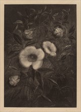 Wild Roses, 1883.