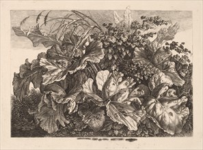 Foliage Study with Reed and Hops, 1826/1828.