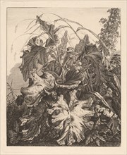Foliage with Reeds, c.1810.