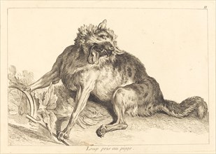 Loup pris au piege (Wolf Caught in a Trap).