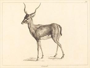 Gazel (Gazelle).
