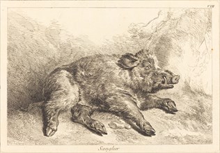 Sanglier (Wild Boar Lying Down, Head to the Right).