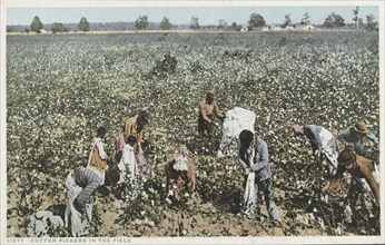 Cotton Pickers in the Field, 1907 - 1908.