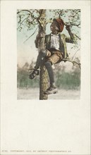 A Treed Coon, 1900 - 1902.