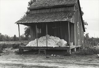 Cotton on porch of sharecropper's home, Maria plantation, Arkansas, October 1935.