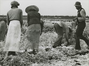 African American migrant laborers cutting celery, Belle Glade, Florida, January 1941.