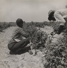 Berry pickers. Southern New Jersey. These pickers are Negroes brought in by truck from Delaware, 1936.